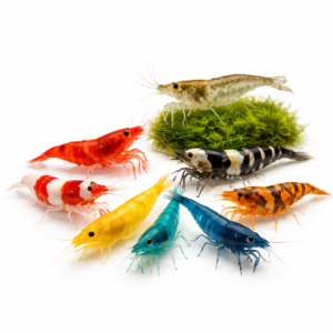 Shrimp