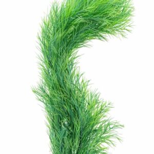 Plastic Plants