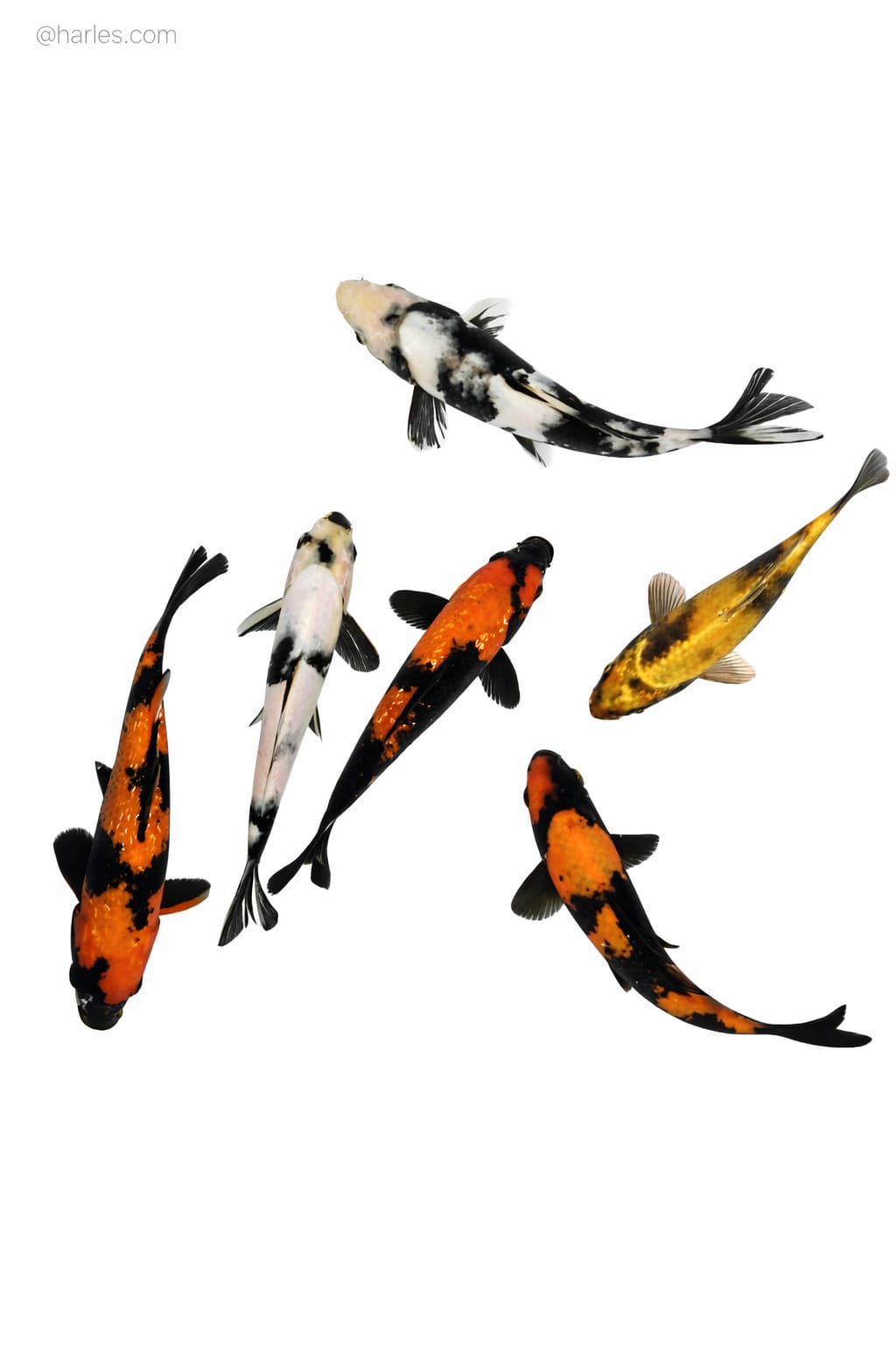 Koi 3 to 5