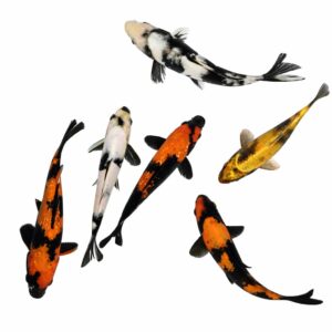 Koi 5cm to 8cm