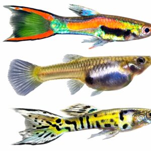 Guppies