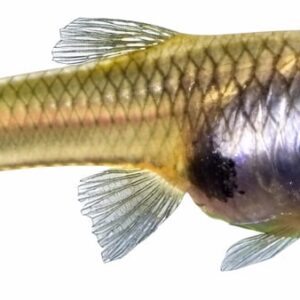 Endler female