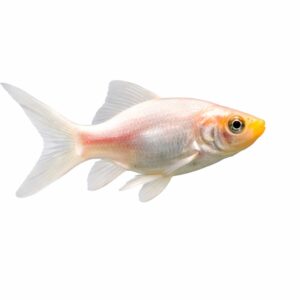 Albino Goldfish