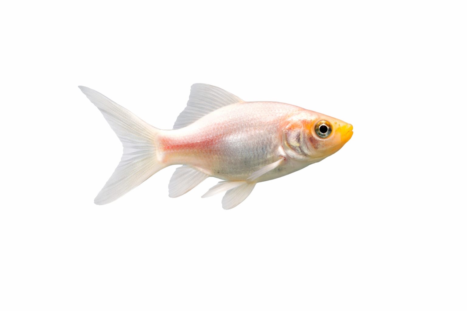 Albino Goldfish