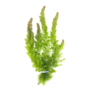Hornwort
