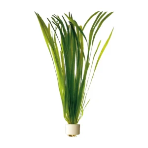 Vallisneria