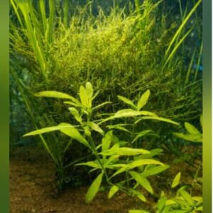 Aquarium Plants