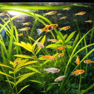 Aquarium Livestock