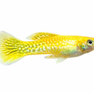 Albino Yellow Tiger
