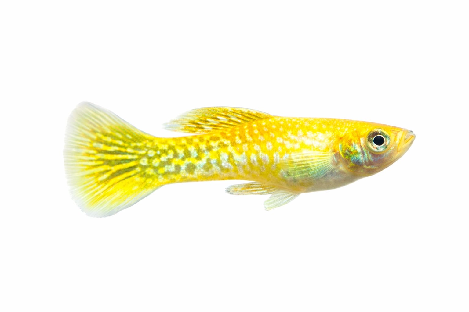Albino Yellow Tiger