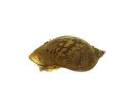 Pond snails