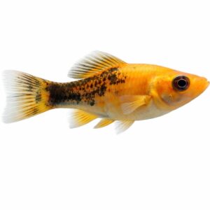Orange and black mollies