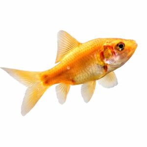 Goldfish
