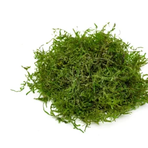 Java moss
