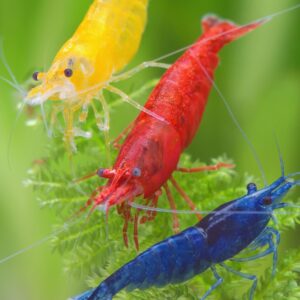Neocaridina Shrimp