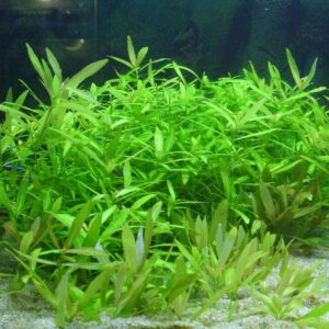 Dwarf Hygrophila