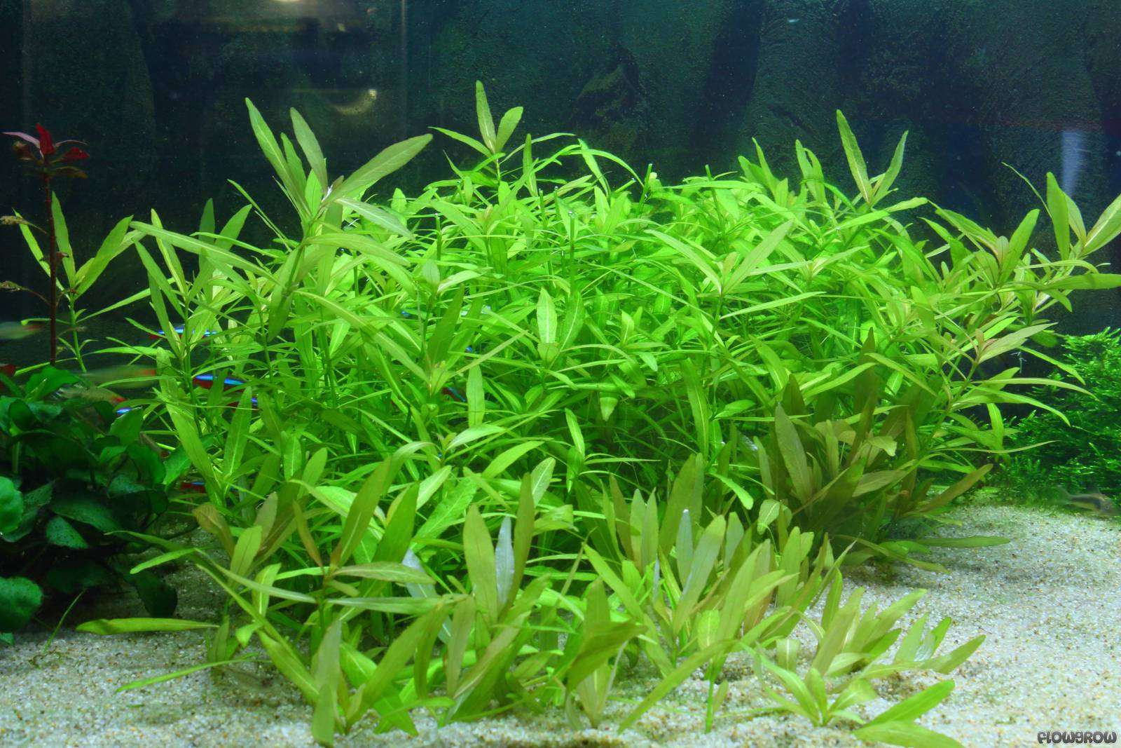Dwarf Hygrophila