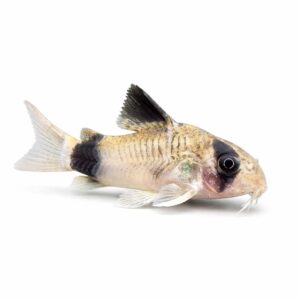 Corydoras Catfish