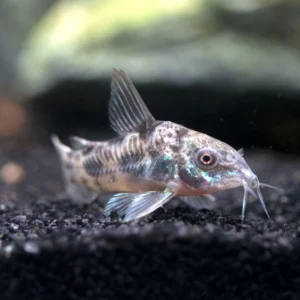 Pepper Corydoras