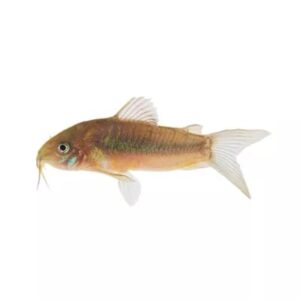 Bronze Corydoras