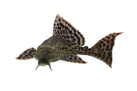 Plecos