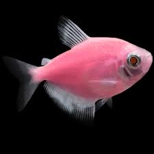 Pink GloFish Tetra