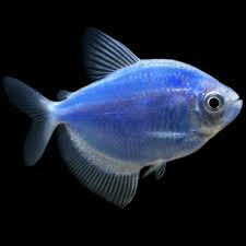 Blue GloFish Tetra