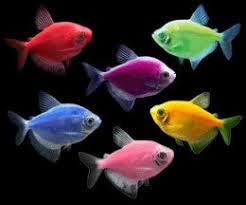 GloFish Tetras