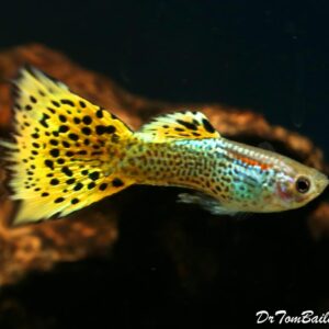 Leopard guppy
