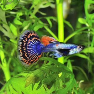 Mosaic dumbo guppy