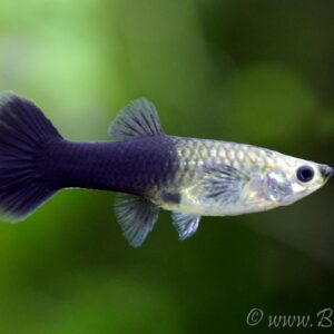 Black female