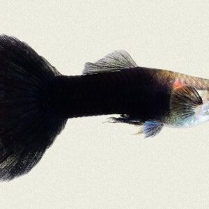 Black male