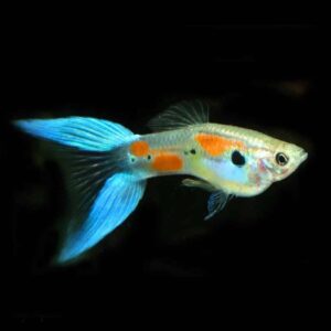 Split tail guppy
